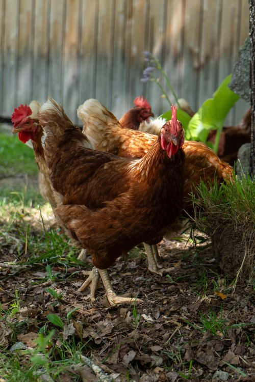 Free Free-range brown and red chickens foraging in a sunny farmyard. Stock Photo