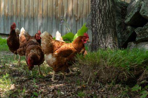 Réglementation poulailler particulier 2026 : combien de poules ?