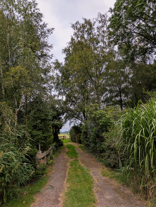 Free A tranquil rural path surrounded by dense green trees leading into the distance, perfect for nature-themed projects. Stock Photo