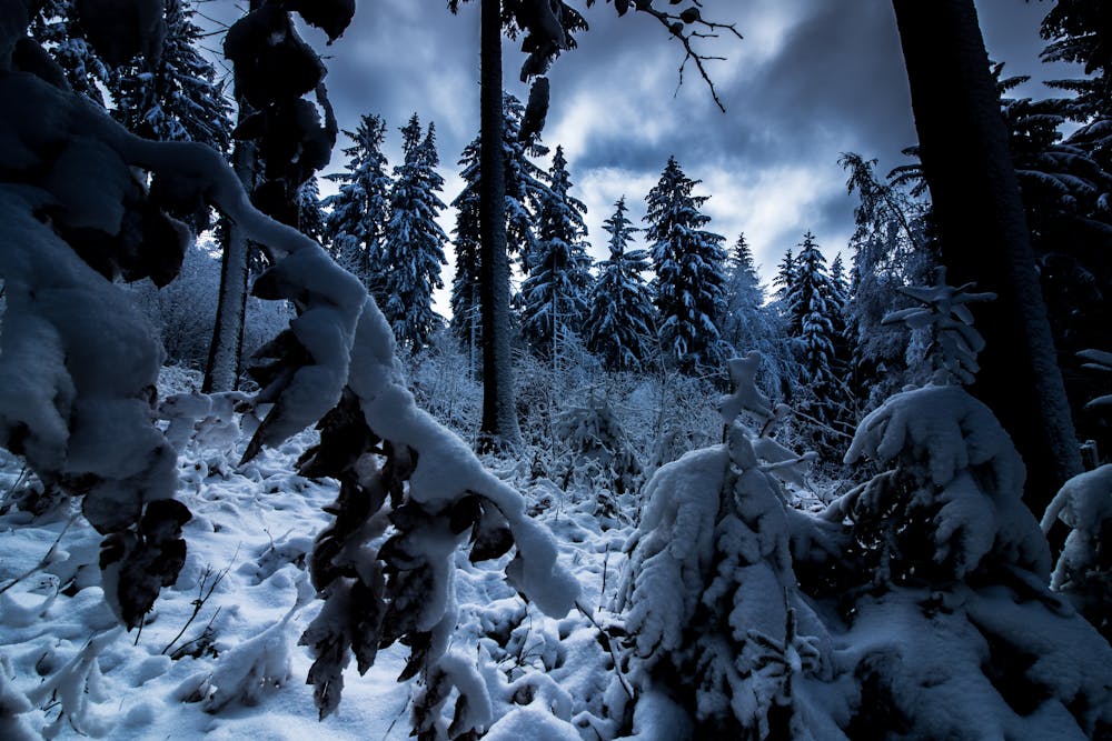 Zwergin Taetowierte Wald Lutschen