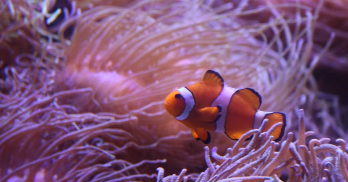 Free stock photo of aquarium, clown, Clown fish