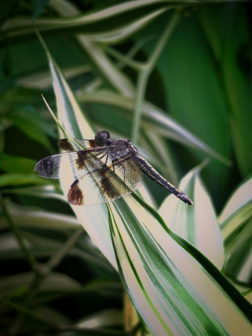 Free Close-up of a dragonfly perched on a green leaf in a tropical setting. Stock Photo