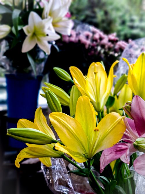 Free A stunning display of blooming yellow and pink lilies in a charming floral arrangement. Stock Photo