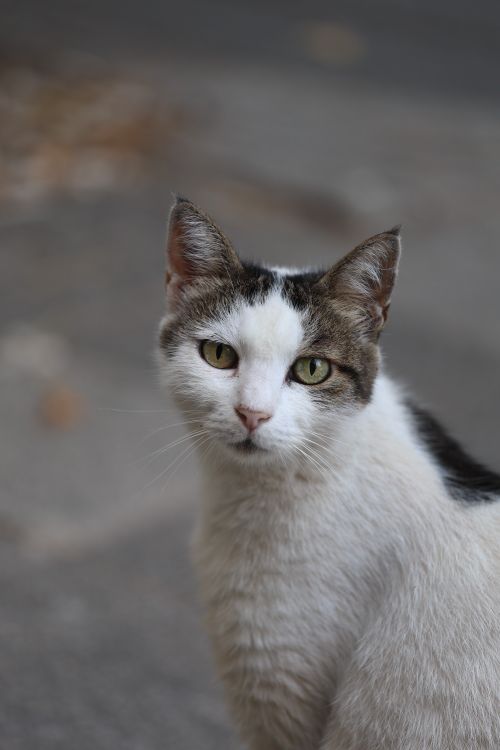 Free A close-up portrait of a domestic cat with white and black fur, looking curiously. Stock Photo