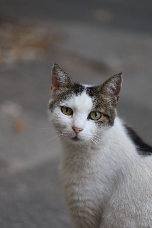 Free A white and tabby cat gazes directly at the camera with a blurred background. Stock Photo