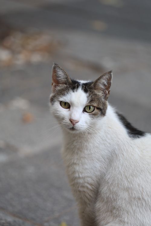 Free Street cat with white fur and green eyes, looking at the camera. Stock Photo