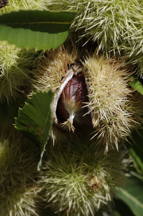 Free Detailed view of a chestnut emerging from its spiky shell, shot outdoors in natural light. Stock Photo