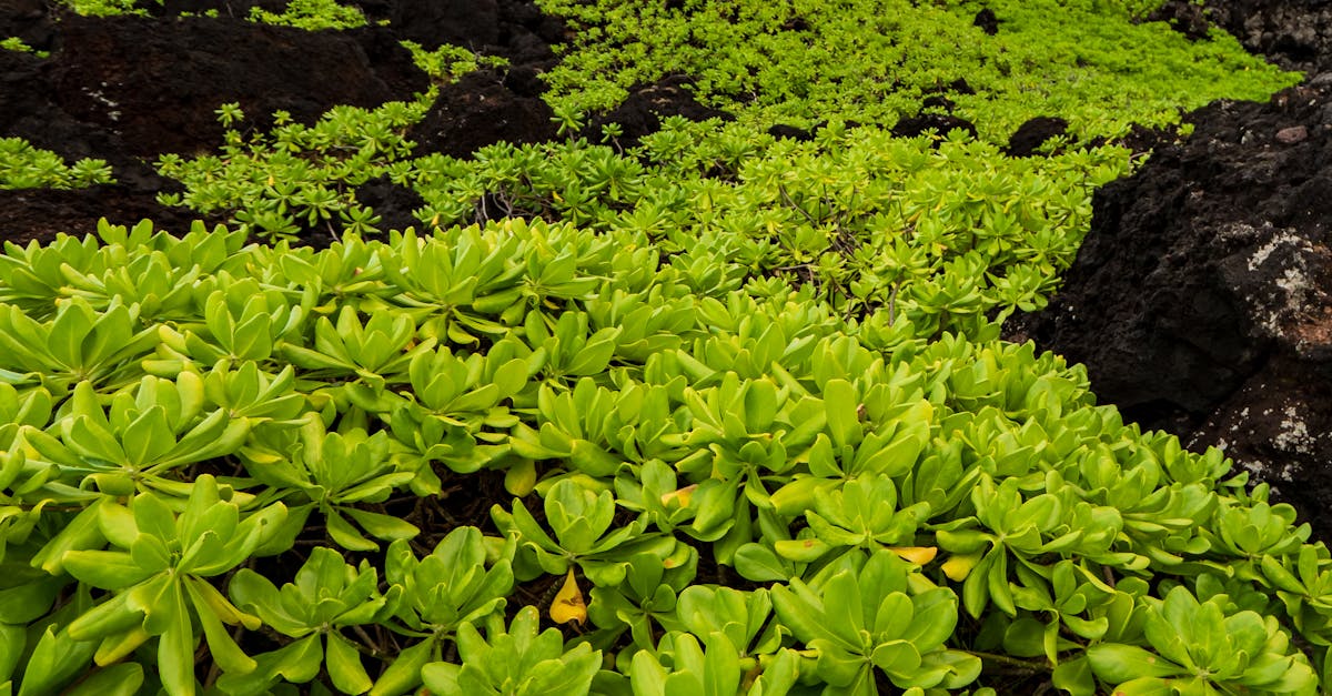 How long is the flight from Chicago to Maui Hawaii