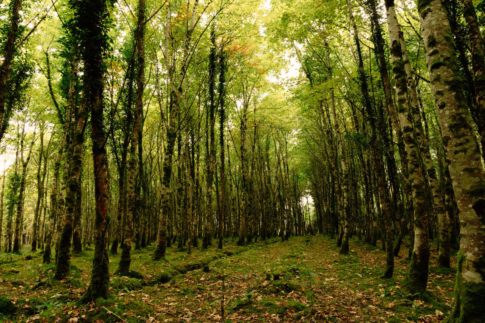 View of a forest path surrounded by greenery in Irish woodland