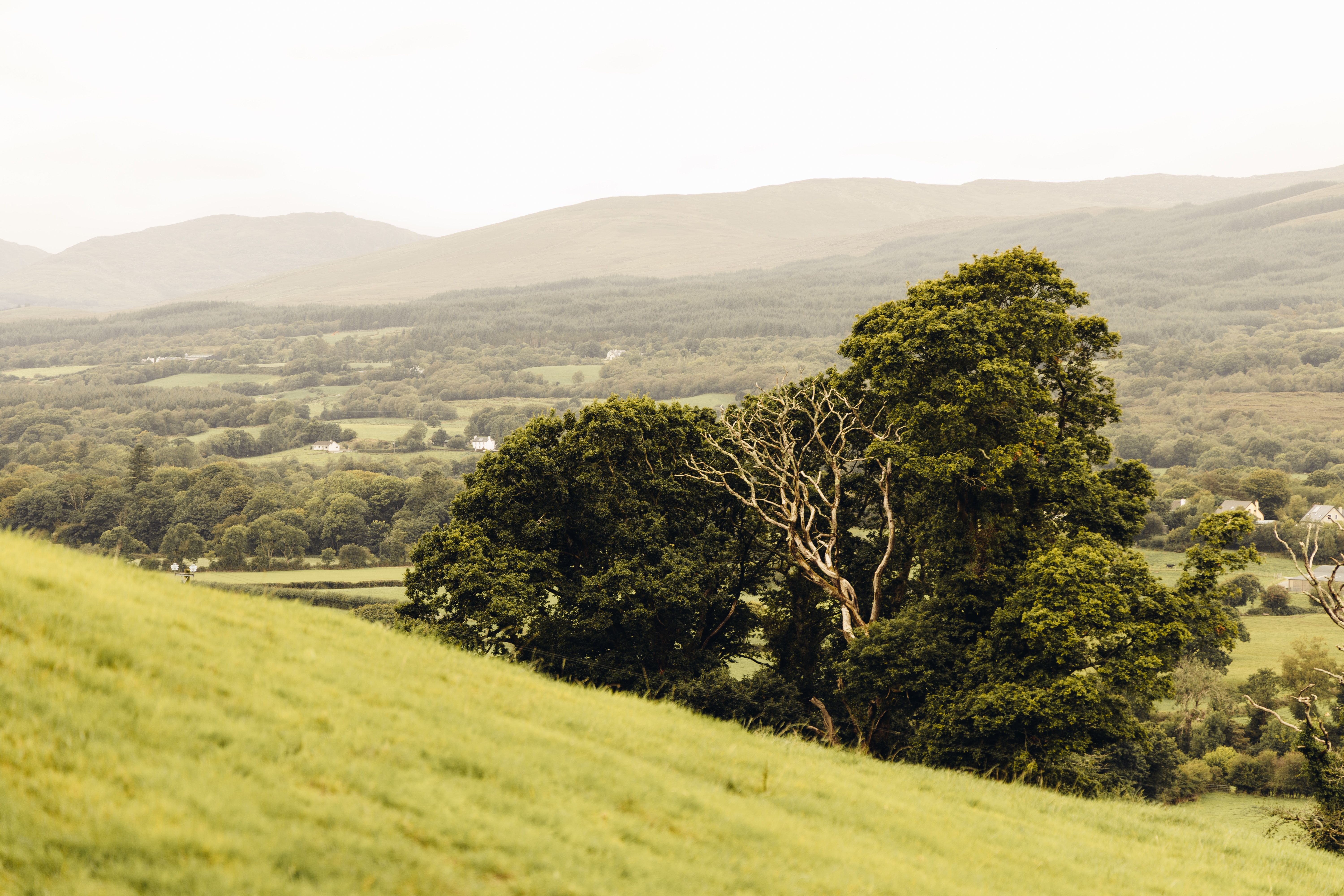Colinas verdes y arboledas en la campiña rural de Irlanda