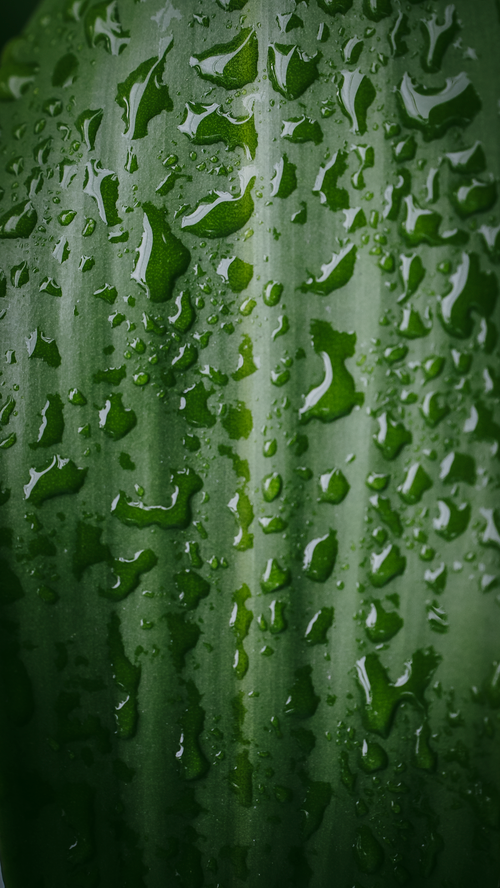 Free Detailed view of a green leaf covered in water droplets, showcasing nature's beauty. Stock Photo