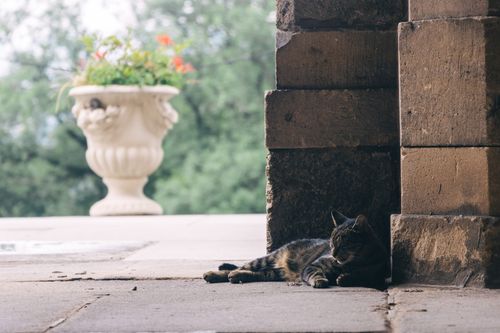 Free A tabby cat relaxes in the shade next to a stone pillar, with a decorative planter in the background. Stock Photo