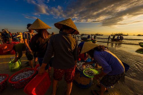 Free Fishermen with conical hats sorting fish on a beach at sunrise, showcasing traditional practices. Stock Photo