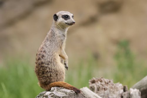 Photo Of A Meerkat