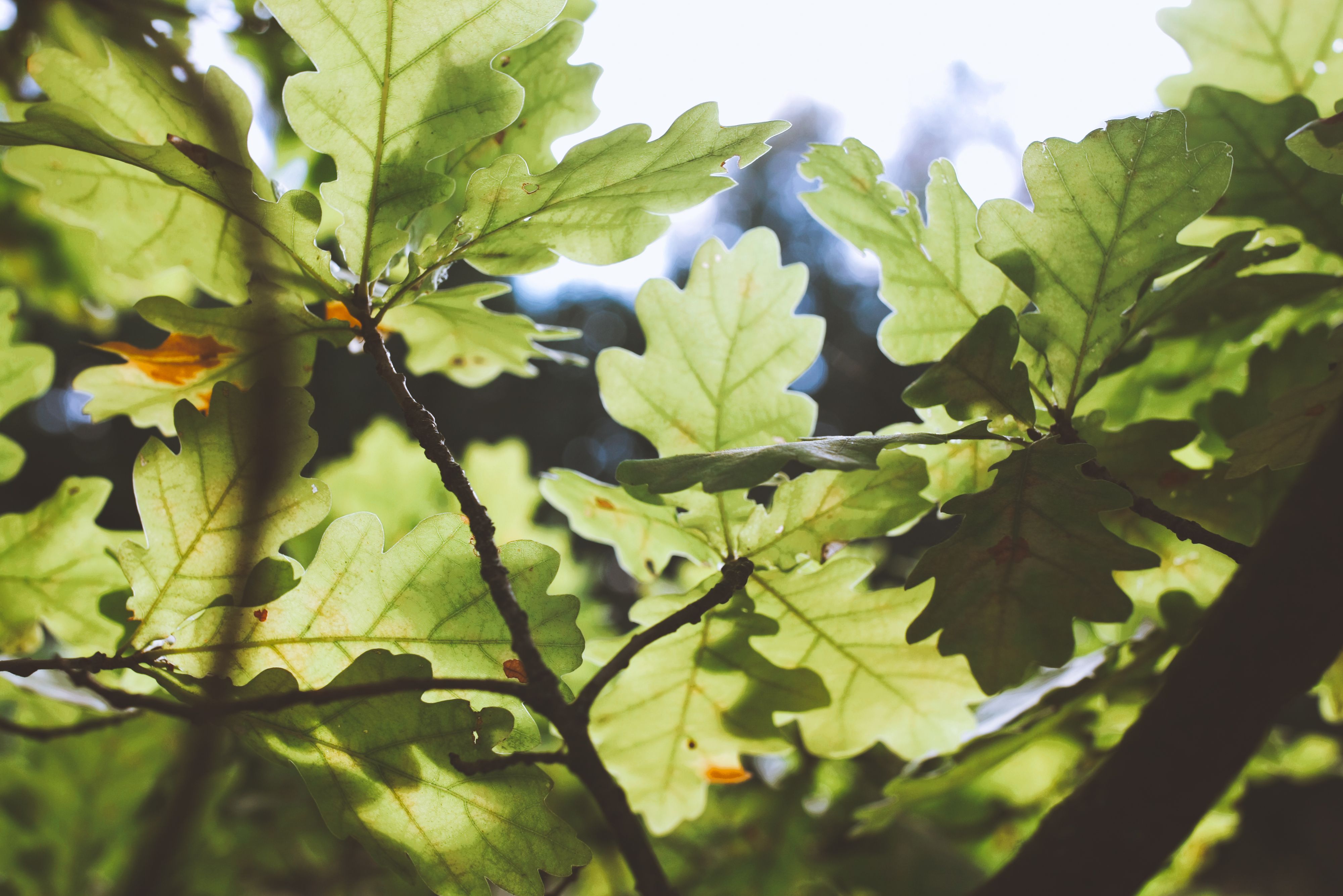 Green oak leaves glowing in sunlight — oak tree growth rate and development in Surrey BC