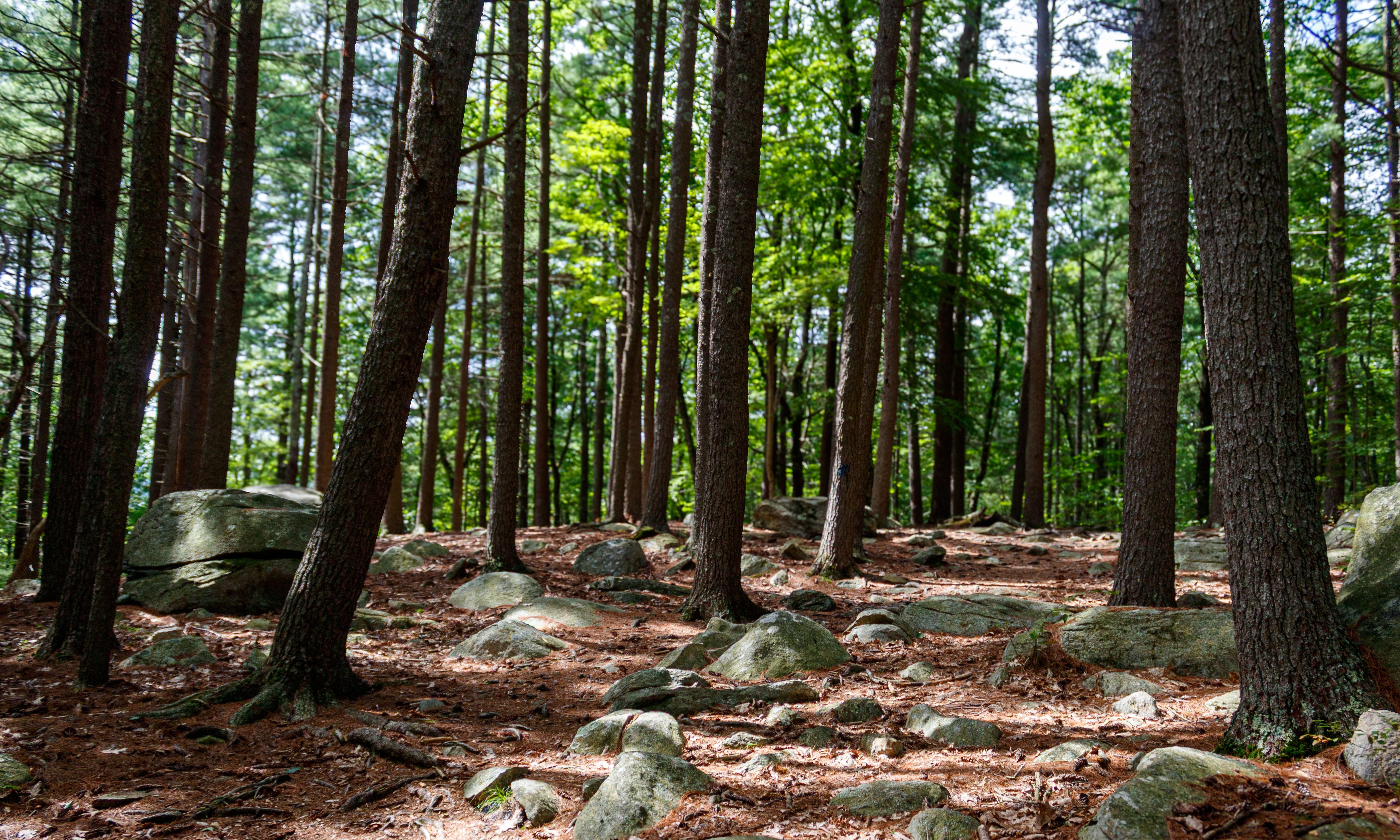 Serene pine forest with scattered rocks in Sutton, MA, USA, showcasing natural beauty.