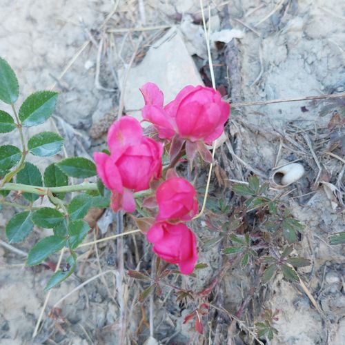 Free stock photo of flora, flora and fauna, flowers Stock Photo