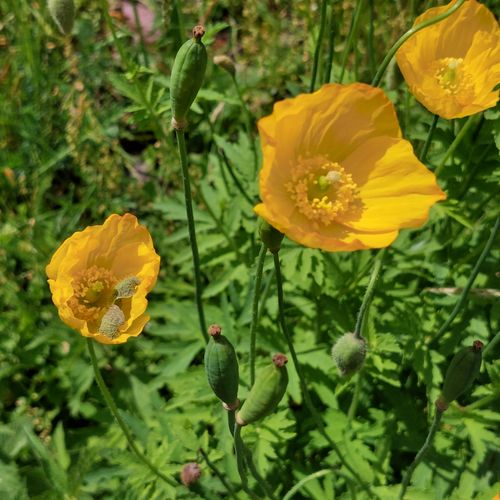 Free stock photo of flora, flora and fauna, flowers Stock Photo