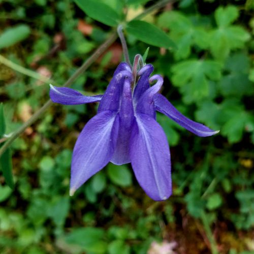 Free stock photo of flora, flora and fauna, flowers Stock Photo