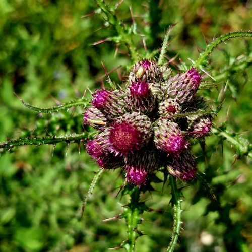 Free stock photo of flora, flora and fauna, flowers Stock Photo
