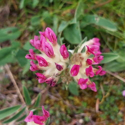 Free stock photo of flora, flora and fauna, flowers Stock Photo