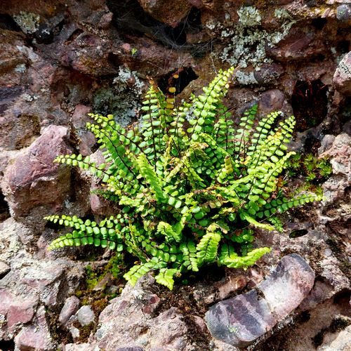 Free stock photo of flora, flora and fauna, flowers Stock Photo