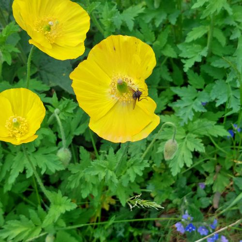 Free stock photo of flora, flora and fauna, flowers Stock Photo