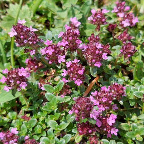 Free stock photo of flora, flora and fauna, flowers Stock Photo