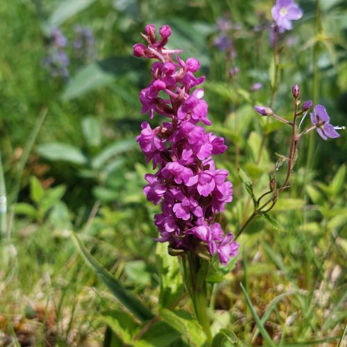Free stock photo of flora, flora and fauna, flowers Stock Photo