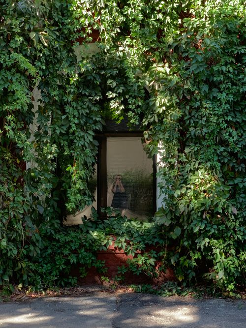 Free A window framed by lush green ivy reflects a photographer capturing the scene. Stock Photo