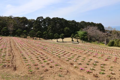 Free A manicured garden with rows of blooming flowers and pruned trees under a clear sky during spring. Stock Photo