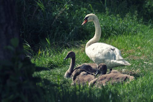 White Swan on Green Grass
