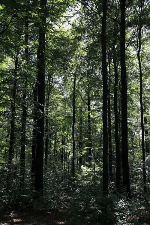 Free Captivating forest scene with sunlight filtering through tall trees, creating a serene natural backdrop. Stock Photo