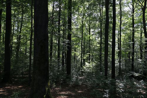 Free Lush green forest with towering trees and sunlight filtering through the leaves. Stock Photo