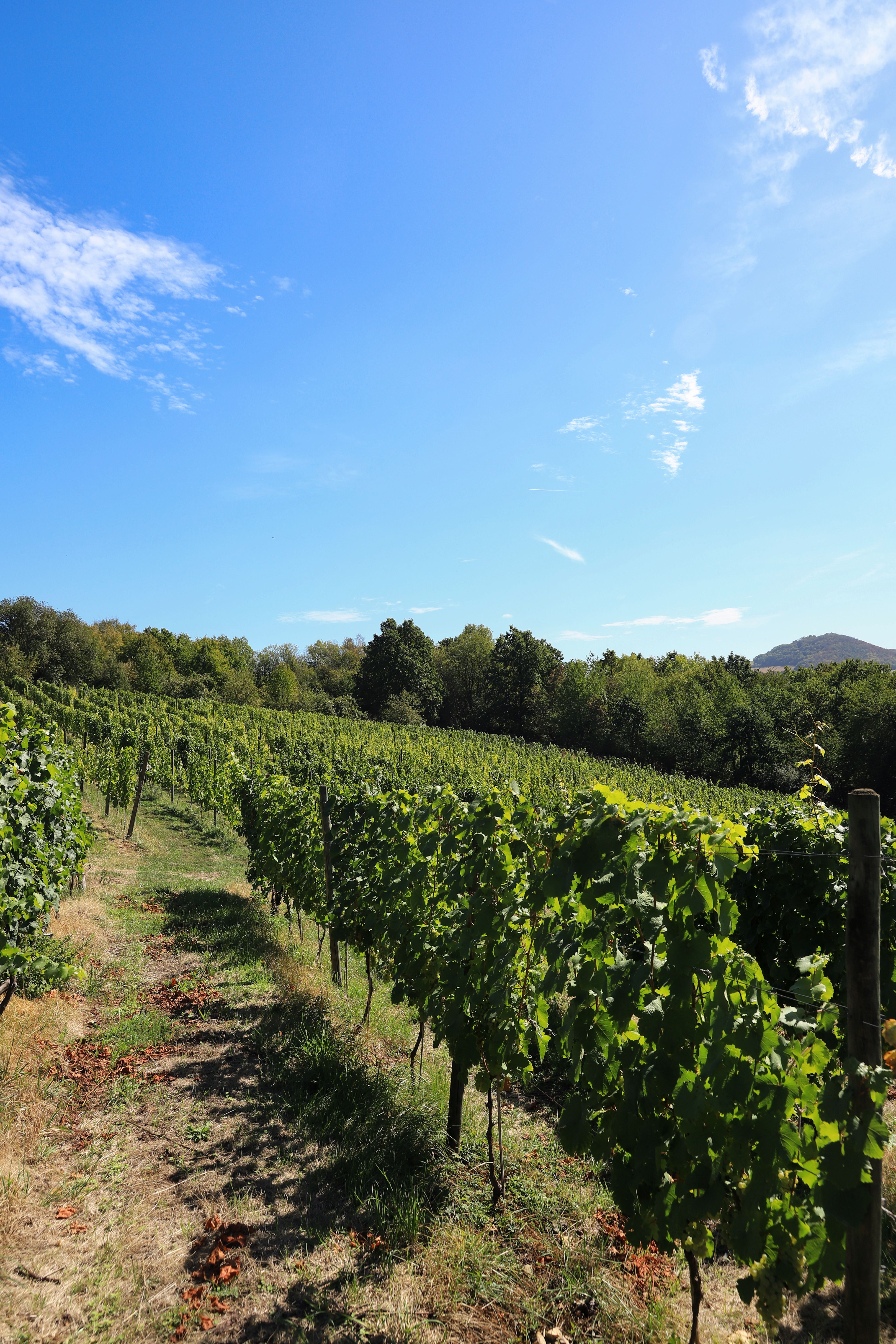 Vineyard rows under a clear blue sky, ideal for wine production and nature lovers.