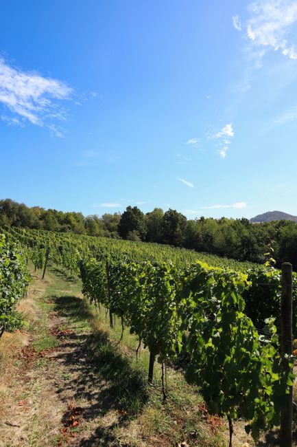 Vineyard rows under a clear blue sky, ideal for wine production and nature lovers.