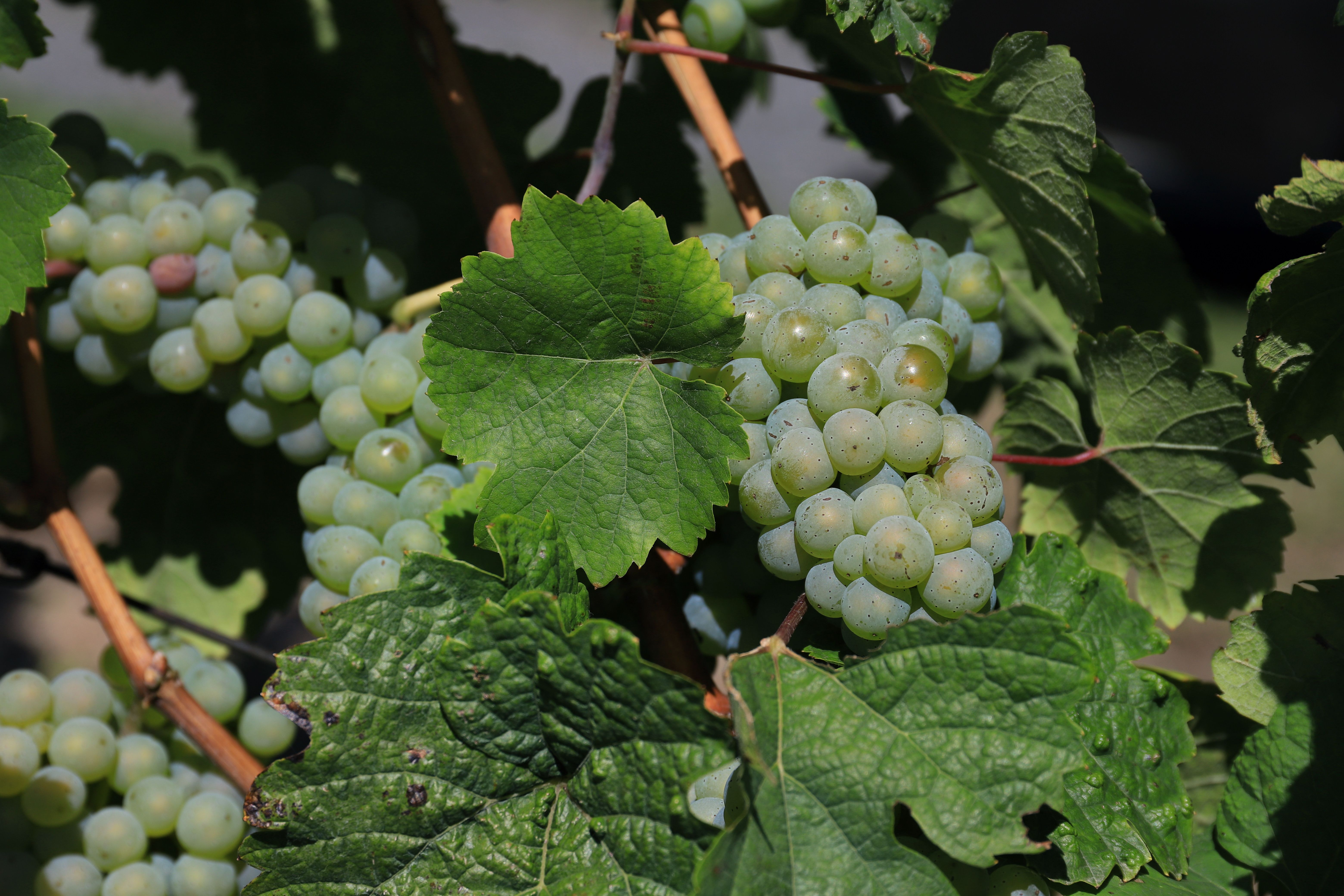 Refreshing green grapes clustered on a vine, basking in the sun during harvest season.