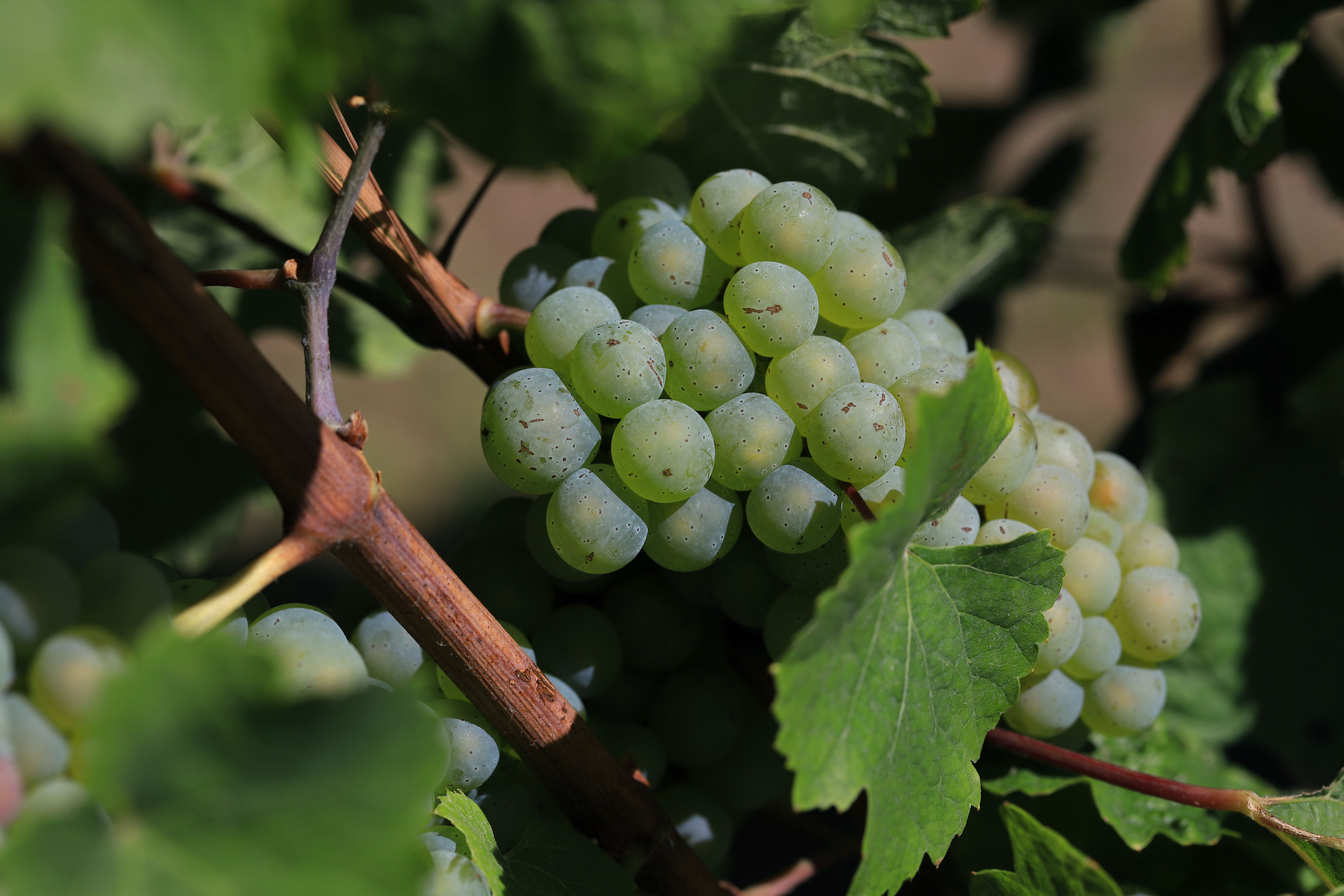 A vibrant close-up of green grapes on the vine, capturing the essence of vineyard harvest.