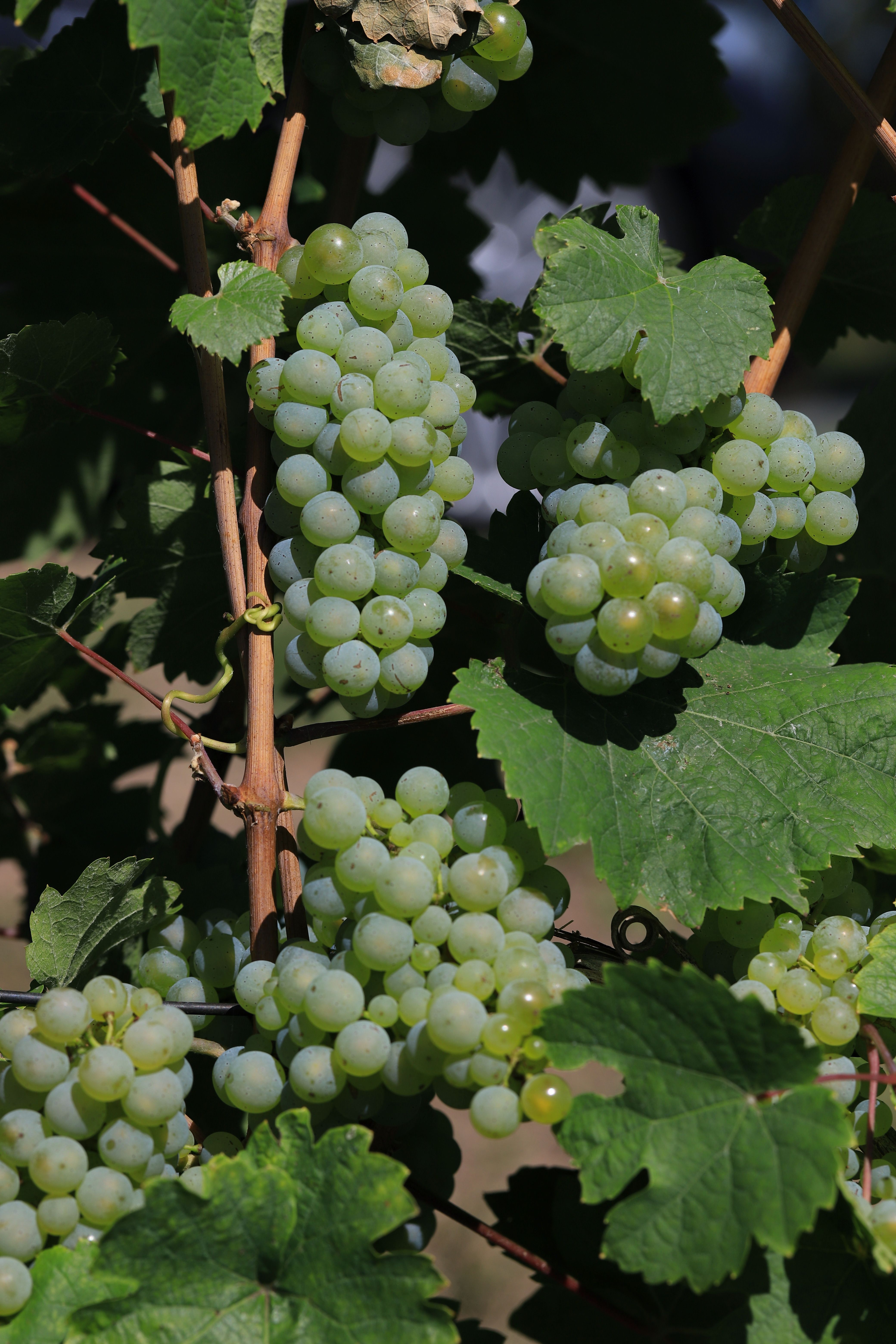 Cluster of green grapes ripening on a vineyard vine in fall sunlight.