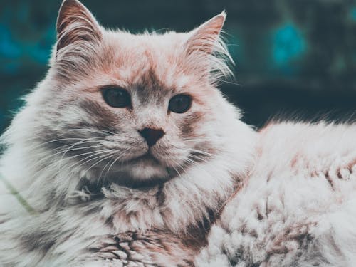 Free stock photo of brown and white, cat, cat face Stock Photo