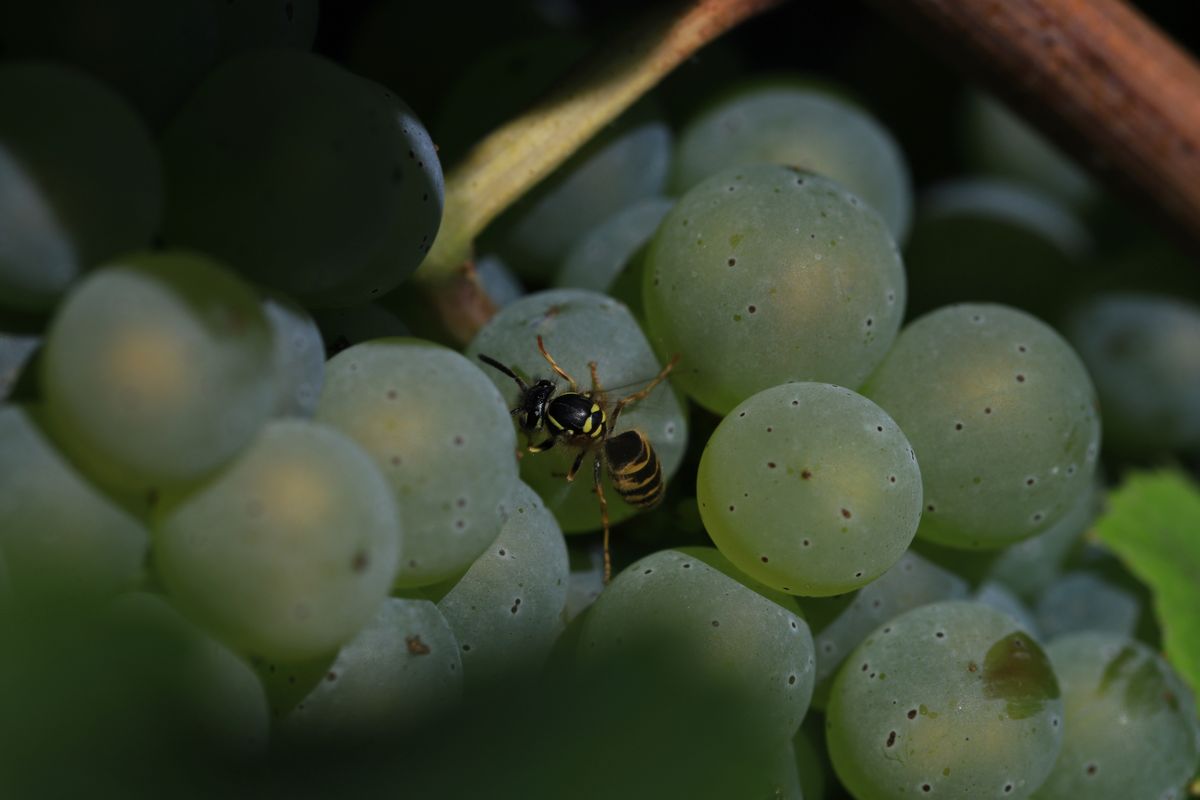 Protéger ses fruits des oiseaux et des guêpes - Comprendre pourquoi les oiseaux et les guêpes s'attaquent aux fruits