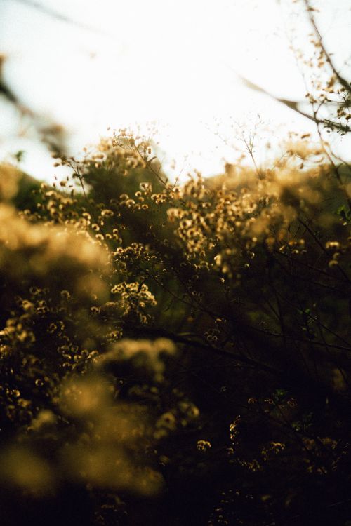 Free Nature scene with golden wildflowers backlit by the sun creating a warm, dreamy atmosphere. Stock Photo