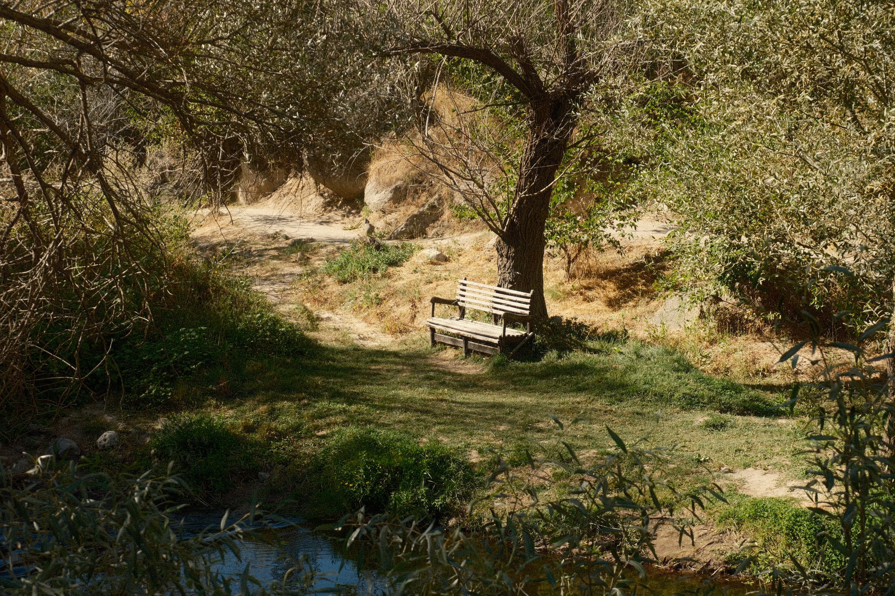 Peaceful bench under a tree by a stream in Aksaray, Türkiye forest on a sunny day.