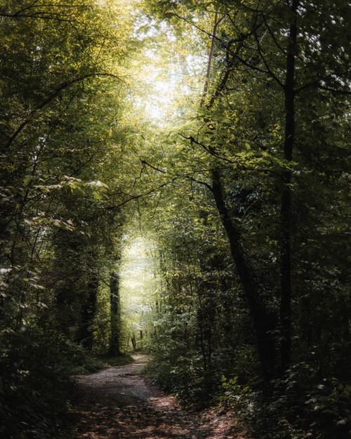 Free Sunlit forest path surrounded by dense greenery, creating a serene natural escape. Stock Photo