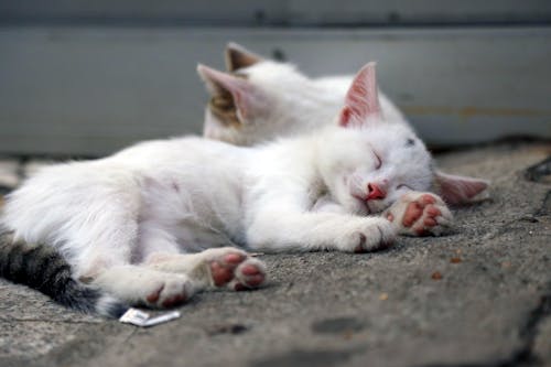 бесплатная Белая кошка, лежащая на земле Стоковое фото