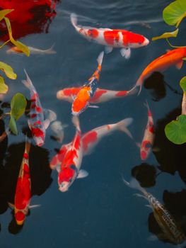 Colorful koi fish swim gracefully in a serene pond with floating leaves.