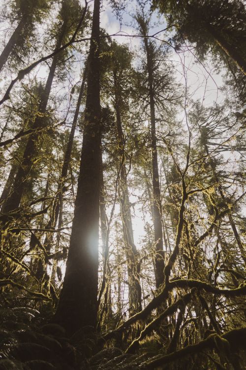 Free Low-angle shot highlighting tall forest trees with sunlight peeking through, creating a mystical atmosphere. Stock Photo