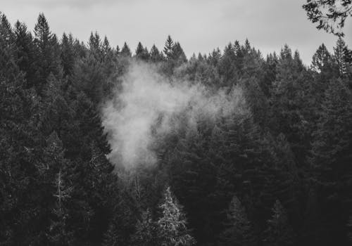 Grayscale Photo Of Trees