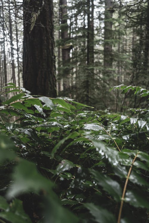 Free Green Plants in Forest Stock Photo