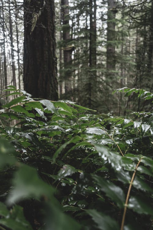 Green Plants in Forest